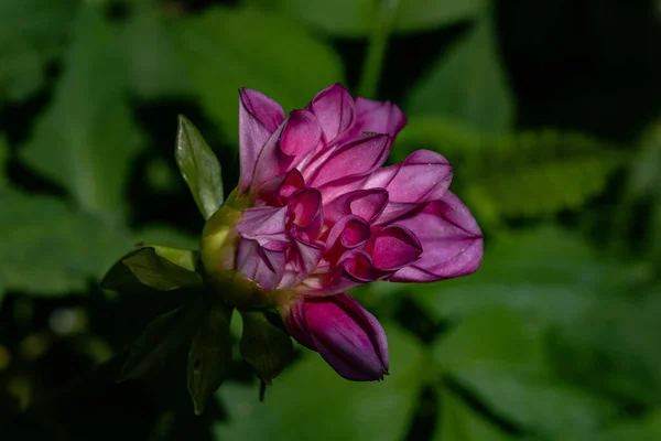 Ένα Κοντινό Πλάνο Ενός Ροζ Τριαντάφυλλου Ένα Θολό Φόντο — Φωτογραφία Αρχείου