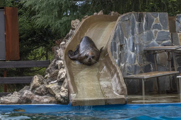 動物園のウォータースライダーで泳ぐかわいいアシカ — ストック写真