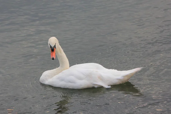 Priveliște Frumoasă Unei Lebede Grațioase Plutind Lac — Fotografie, imagine de stoc