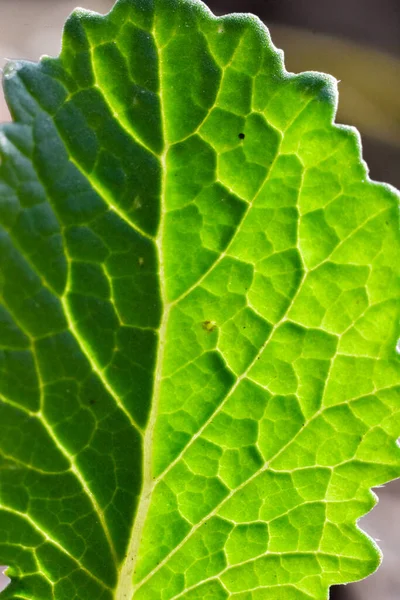 Plan Vertical Une Feuille Verte — Photo