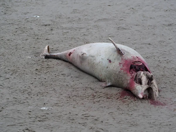 A dead shark body at the sand beach