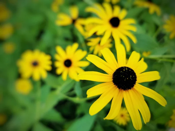 Çayırdaki Sarı Çiçeklerin Seçici Odağı — Stok fotoğraf