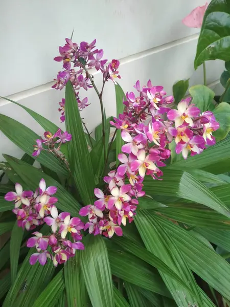 Närbild Skott Lila Orkidé Blommor — Stockfoto