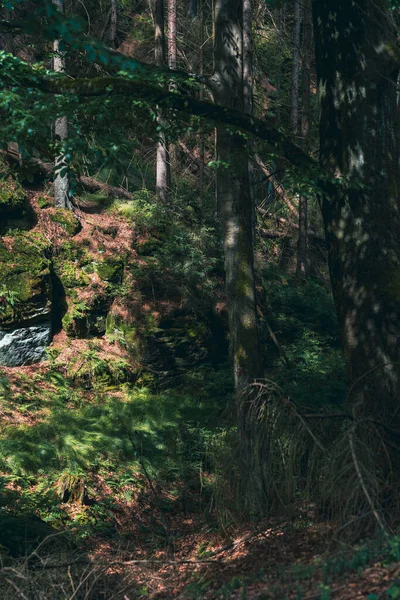 Disparo Vertical Rastro Tierra Través Bosque Verde — Foto de Stock