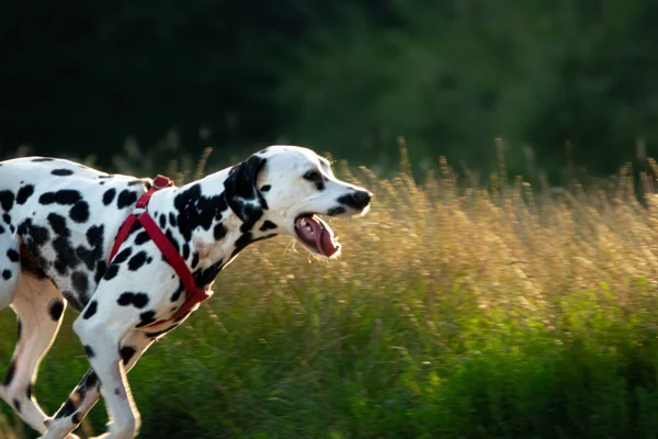 a dalmatian dog barking in the park