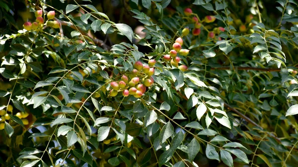 Closeup Shot Growing Curry Tree — Stock Photo, Image