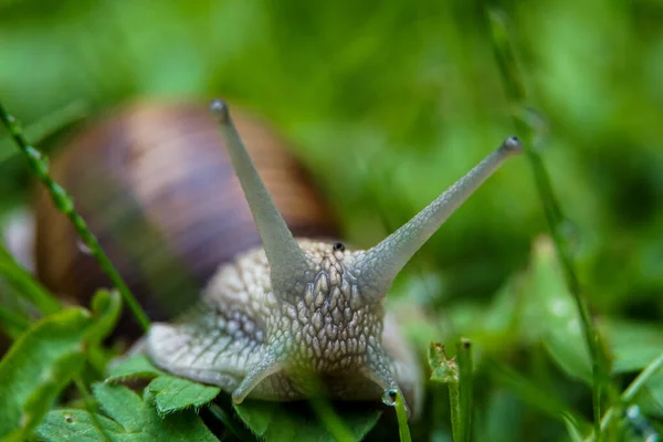 Selective Focus Shot Grape Snail — Stock Photo, Image