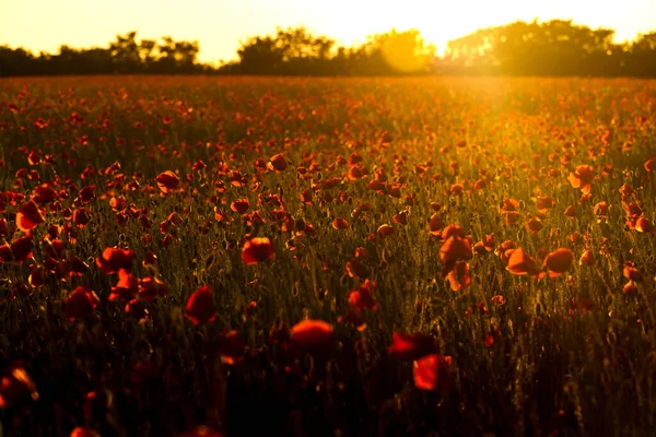 Ein Schöner Blick Auf Das Rote Mohnblumenfeld Bei Sonnenuntergang Mit — Stockfoto