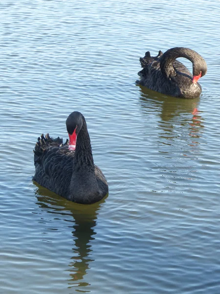 Pair Rare Black Swan Cygnus Atratus Lake Southsea Portsmouth — Stock Photo, Image