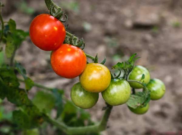 Primer Plano Tomates Verdes Rojos Orgánicos Planta —  Fotos de Stock
