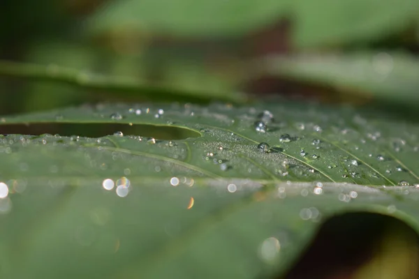 Egy Kis Esőcseppekből Álló Makró Élénk Zöld Levélen Elmosódott Háttérrel — Stock Fotó
