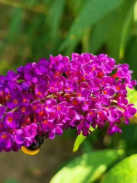 Selektywne Ognisko Purpurowych Letnich Kwiatów Lilii Ogrodzie — Zdjęcie stockowe