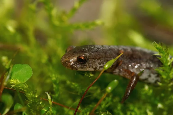 Primer Plano Hemidactylium Scutatum Salamandra Foer Toed Musgo Verde —  Fotos de Stock