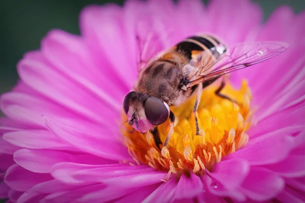 Kolorowe Zbliżenie Europejskiej Muchy Drona Eristalis Arbustorum Różowym Astralnym Kwiecie — Zdjęcie stockowe