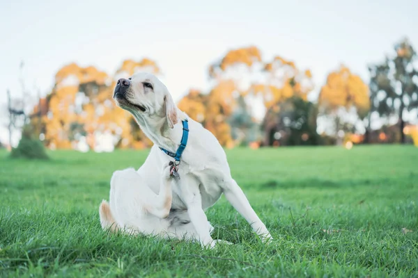 Een Schattige Labrador Hond Krabt Zichzelf Een Veld — Stockfoto