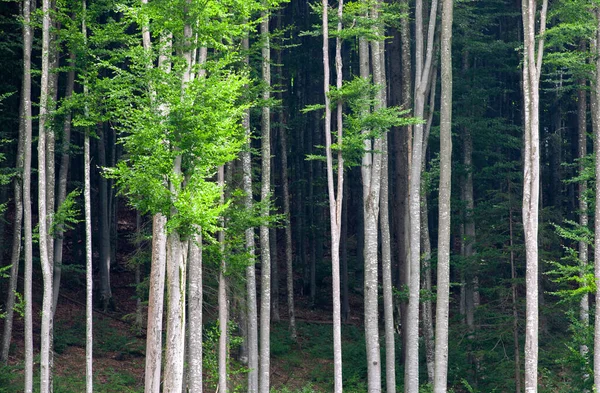 Karanlık Bir Ormanın Kenarındaki Uzun Ağaçların Doğal Manzarası — Stok fotoğraf