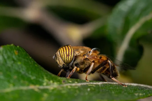 Eine Bandaugen Drohnenfliege Eristalinus Taeniops Hockt Auf Grünem Blatt — Stockfoto