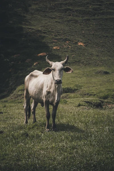 Красивый Вертикальный Снимок Маленькой Белой Бычьей Коровы Рогами Горном Травяном — стоковое фото