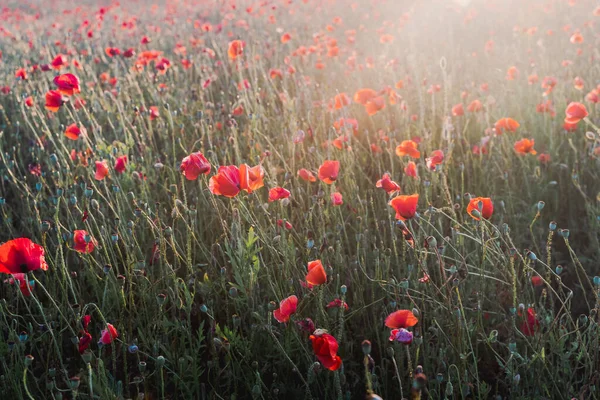 Ein Schöner Blick Auf Das Rote Mohnblumenfeld Sonnenlicht — Stockfoto