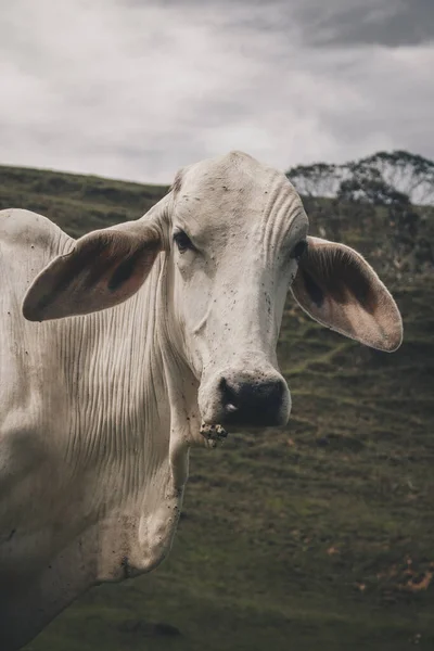 Hermoso Primer Plano Vertical Cara Una Vaca Blanca Campo Hierba — Foto de Stock