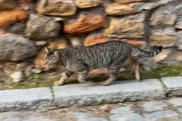 Gato Adorable Rayas Corriendo Por Una Calle — Foto de Stock