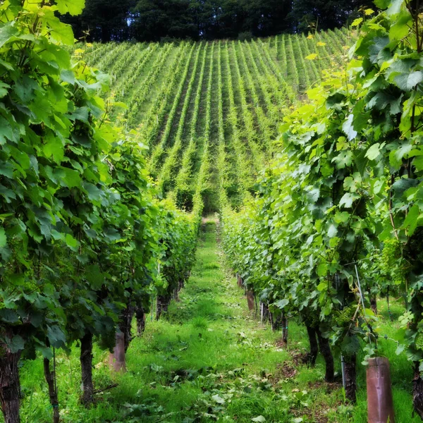 Zielona Winnica Winogronami Rzędach Słoneczny Dzień — Zdjęcie stockowe