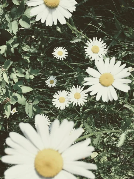 Ένα Επιλεκτικό Κλείσιμο Των Λουλουδιών Μαργαρίτα Στον Αγρό — Φωτογραφία Αρχείου