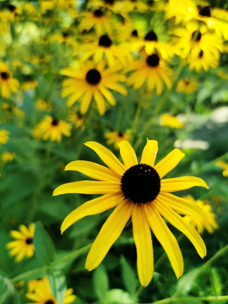 草地上一缕黄色的花 — 图库照片