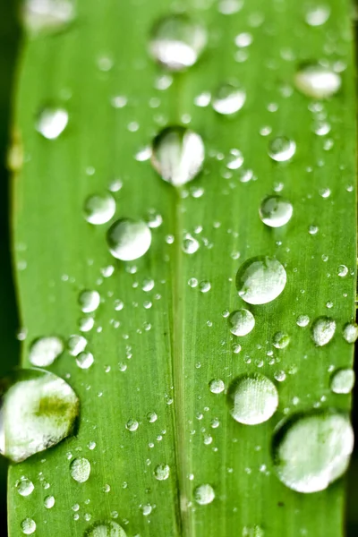 水滴生长中的植物叶子上垂直的水滴 — 图库照片