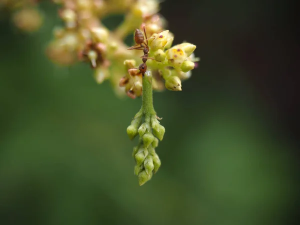 Primer Plano Flores Con Fondo Borroso — Foto de Stock