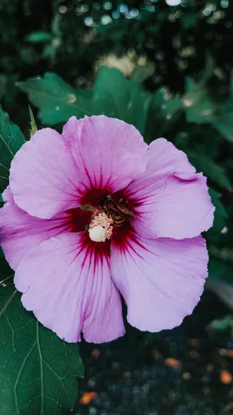 紫色のハイビスカスの垂直ショット — ストック写真