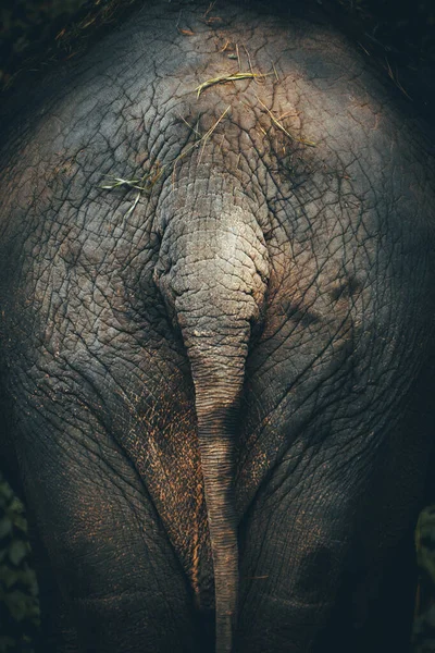 Närbild Elefant Back View — Stockfoto