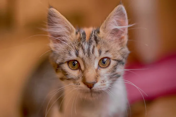 Işıkların Altında Arka Planı Bulanık Sevimli Çizgili Bir Kedi Yavrusunun — Stok fotoğraf
