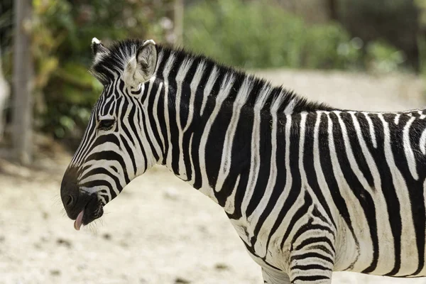 Tiro Perto Uma Zebra — Fotografia de Stock