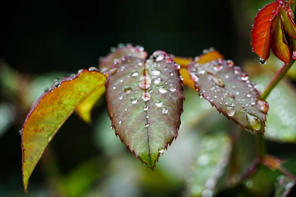 Uno Scatto Selettivo Foglie Rugiada — Foto Stock