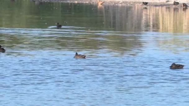 Eine Herde Enten Auf Dem See — Stockvideo