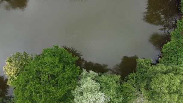 Árboles Verdes Hierba Lluvia Niebla Mañana Río — Vídeos de Stock