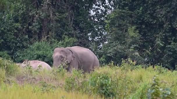 Elefántok Természetes Élőhelyen — Stock videók