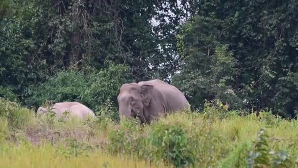 Elefantes Hábitat Natural — Vídeos de Stock
