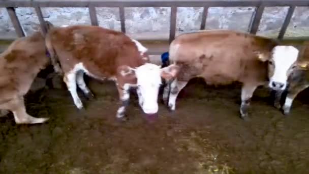 Vaches Dans Ferme — Video