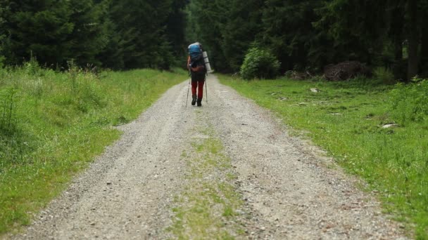 Giovane Escursionista Nella Foresta Montagna — Video Stock