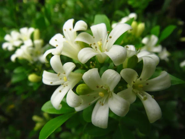 Gros Plan Fleurs Colorées Avec Fond Flou — Photo