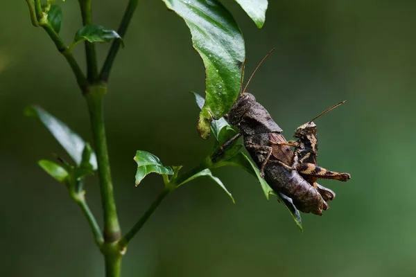 Τρέφεται Φύλλα Ενώ Ένα Πάνω Στο Άλλο Βραχυκύκλωμα Grasshoppers Habrocnemis — Φωτογραφία Αρχείου