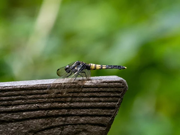 Vacker Utsikt Över Kvinnlig Greater Blue Skimmer Trollslända Uppflugen Träyta — Stockfoto