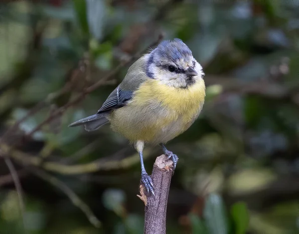 Closeup Shot Eurasian Blue Tit Bird Branch — 스톡 사진