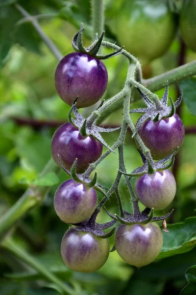 Selektiv Närbild Omogna Indigo Rose Tomater Som Växer Trädgård — Stockfoto