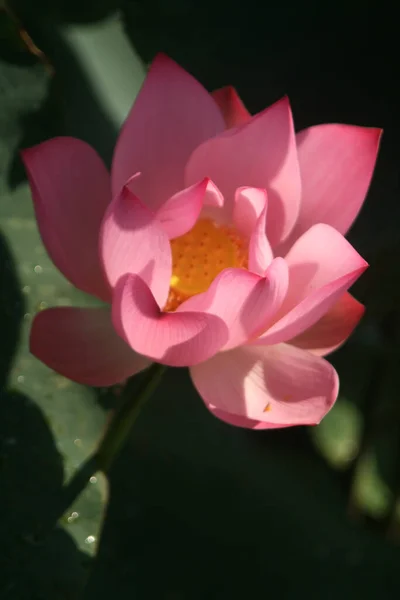 Gros Plan Fleurs Colorées Avec Fond Flou — Photo