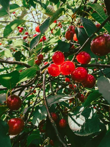 Detailní Záběr Červených Bobulí Rostoucích Stromě — Stock fotografie