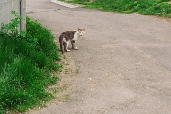 Die Streunende Katze Steht Auf Der Straße Und Blickt Zurück — Stockfoto