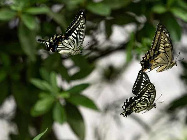 요코하마에서 날아다니는 산누르나 나비의 — 스톡 사진